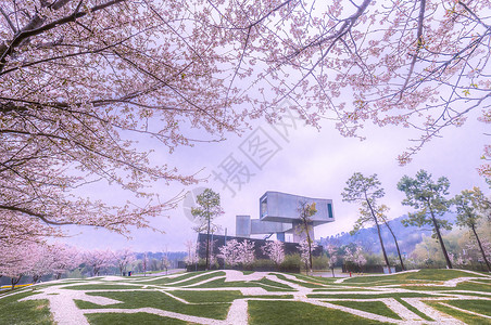 南京美术馆四方美术馆樱花大道背景