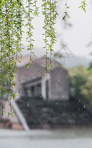 绿色杨柳柳树春天下雨的江南背景