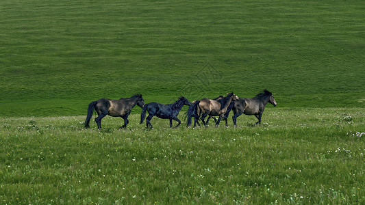 内蒙古高山草原牧场马群图片