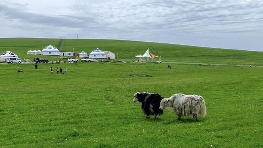 高山牦牛内蒙古高山牧场牦牛背景