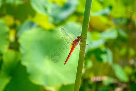荷塘里栖息的蜻蜓背景图片