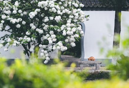 猫与花卡通图绣球花与橘猫背景