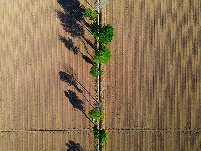 夏季耕地植物生长航拍图片