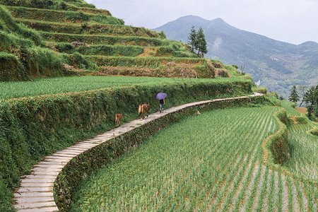 梯型梯田里的水稻背景