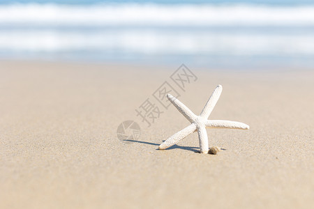 海滩上的海星背景图片