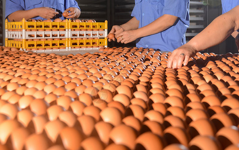 养鸡场产蛋鸡蛋产蛋量高清图片