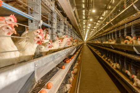 初产蛋养鸡场饲养产蛋车间背景