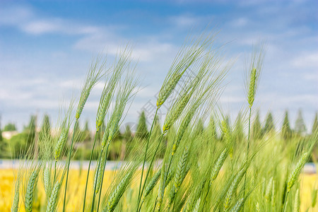 写实风芒种节气海报夏季芒种节气农田里的小麦背景