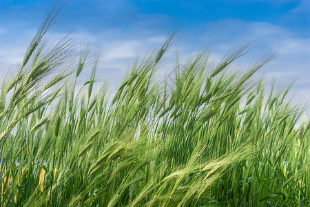 写实风芒种节气海报夏季芒种节气农田里的小麦背景