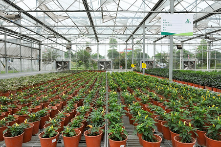 绿色蔬菜科技博览园中的温室大棚高清图片