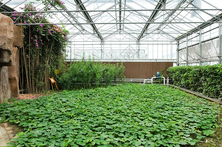 天府农业博览园绿色蔬菜科技博览园中的温室大棚背景
