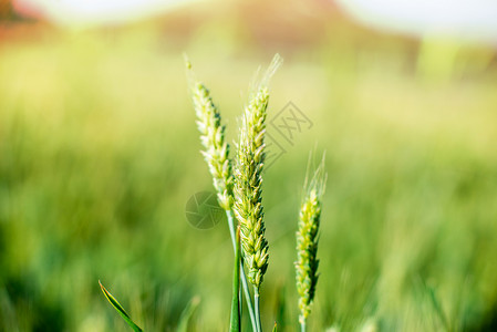小满节气印章夏季农田里的麦穗背景