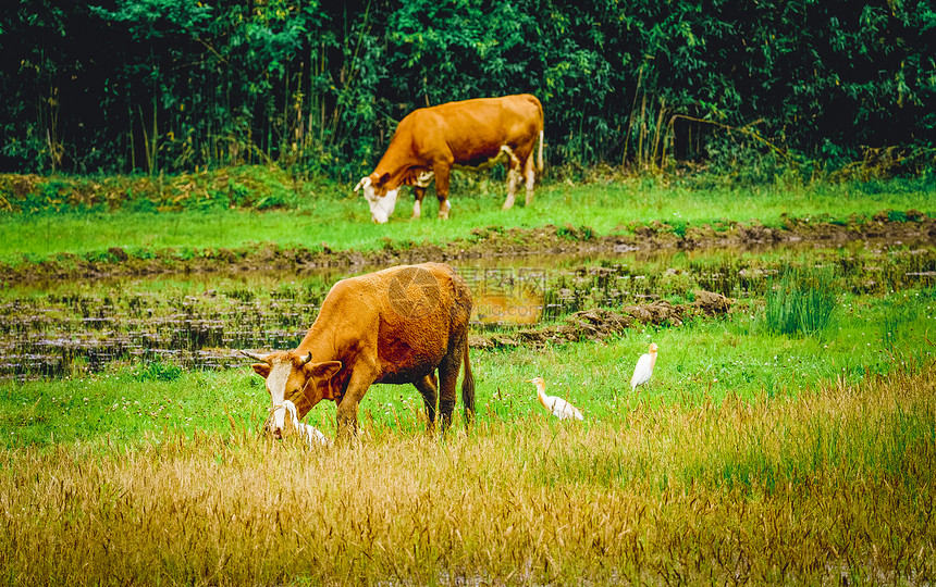 田野里的黄牛和白鹭图片