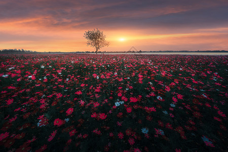 夕阳下的花海高清图片