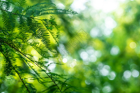 夏天唯美意境阳光树叶竹叶透光摄影图图片