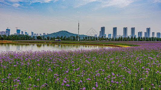 夏天风景马鞭草自然风景花海摄影配图背景图片