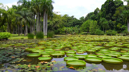 睡莲科植物莲中国科学院西双版纳热带植物园5A景点背景