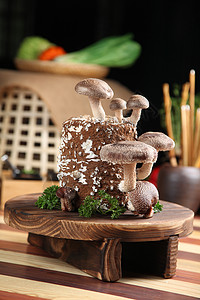 活体鲜香菇传统采香菇高清图片