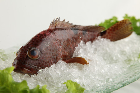 海鱼健康食物河豚菜高清图片