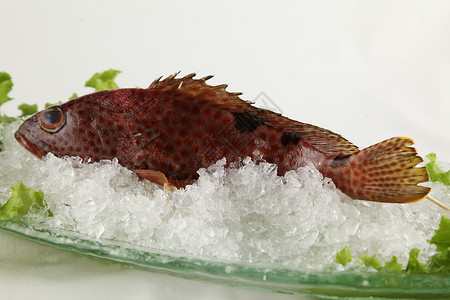 红东星斑海鱼背景
