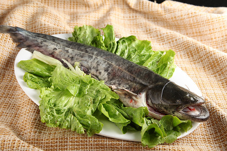 一条新鲜的乌江鱼背景图片
