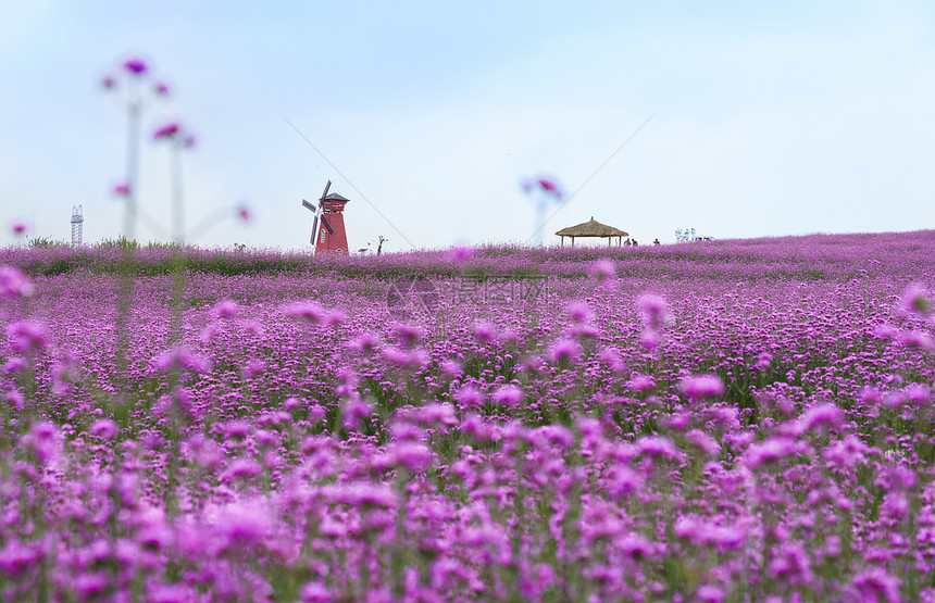 薰衣草花海图片