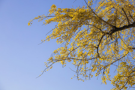 蓝天下秋天的银杏树叶图片