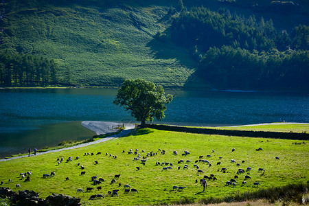 湖畔草地上的羊群图片