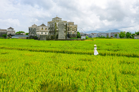 夏日稻田图片