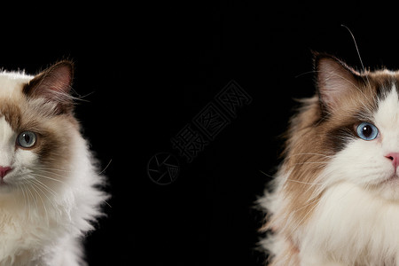 猫脸抠图素材合成素材半张脸的猫背景