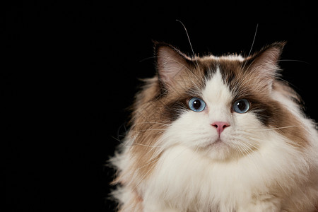 视频猫咪素材宠物布偶猫背景