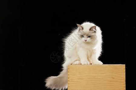 站在箱子上的可爱布偶猫图片