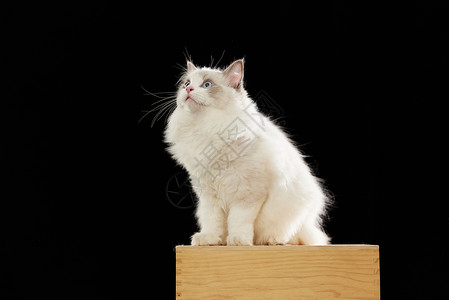 站在梯子上的小猫黑色背景下站在箱子上的布偶猫背景