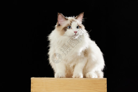 站在箱子上的布偶猫图片