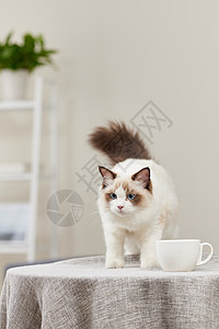 宠物咖啡可爱的宠物猫背景