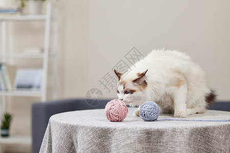 玩毛线团猫咪玩在家里毛线球的布偶猫背景