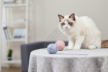 家里宠物在家里玩毛线球的小猫背景
