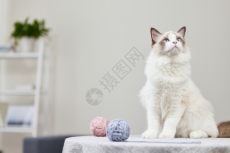 家里玩玩在家里毛线球的小猫背景