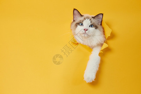在纸板家猫从纸里钻出的猫咪背景