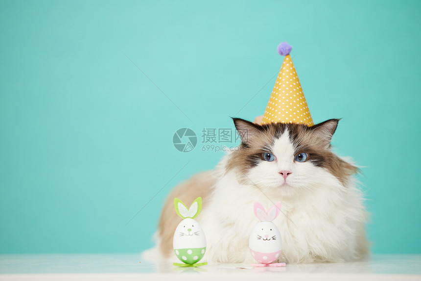 戴着生日帽的可爱宠物猫图片