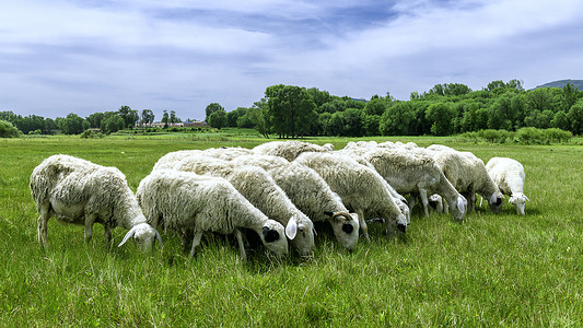 夏季高山牧场羊群蓝天白云背景图片