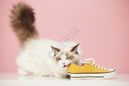 鞋子里猫咪喜欢闻鞋子的宠物猫背景