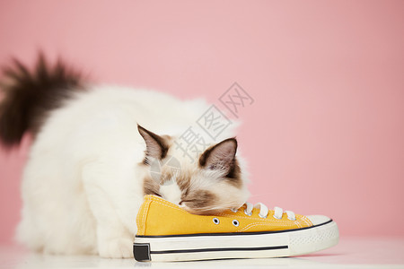 鞋子里猫咪闻鞋子的宠物猫背景