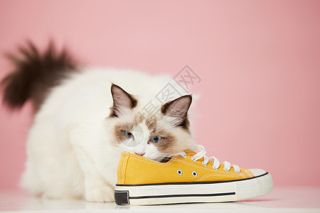 鞋子里猫咪喜欢闻鞋子的宠物猫背景
