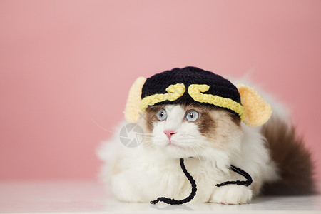 戴猫帽子戴着帽子的宠物猫咪背景