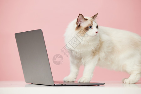 粉色背景下的可爱宠物猫咪图片