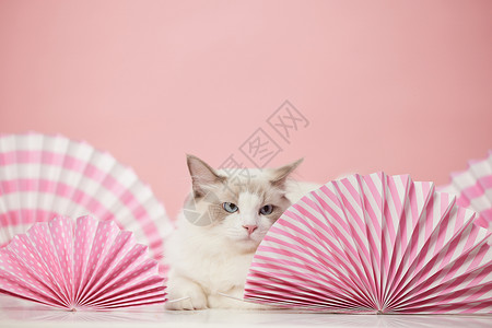 粉色背景下的可爱宠物猫图片