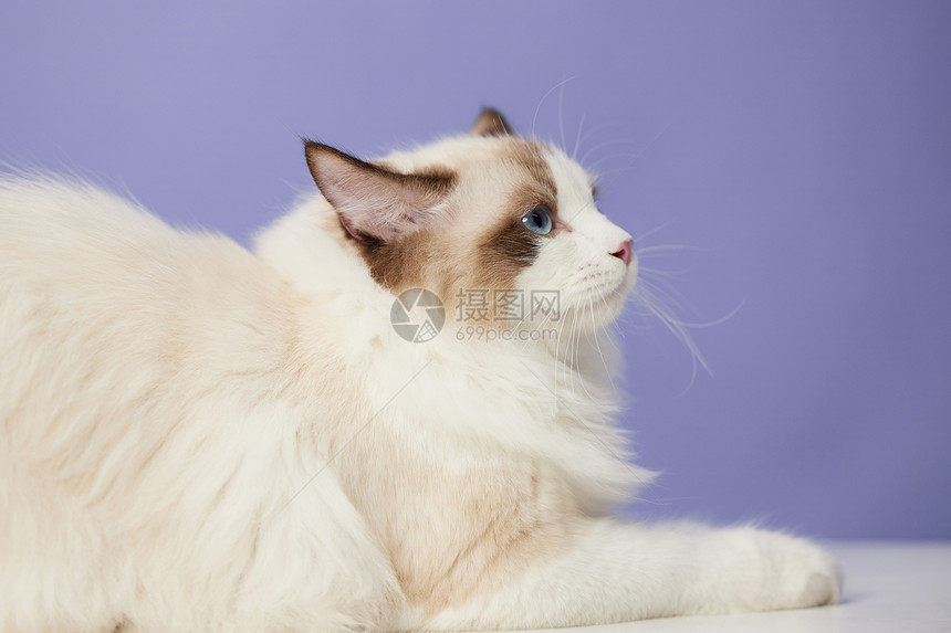 紫色背景下的宠物猫图片