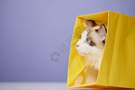 猫猫头钻进纸袋子里的布偶猫背景