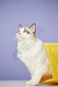 宠物手提袋钻进纸袋子里的布偶猫背景